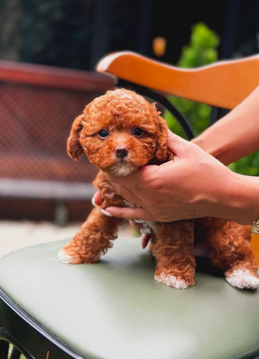 Tedy Poodle